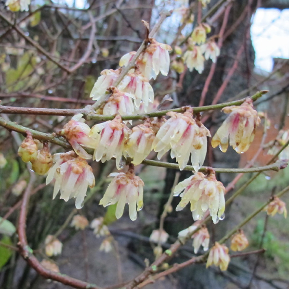 Chimonanthus praecox (3lt)