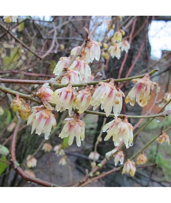 Chimonanthus praecox (3lt)