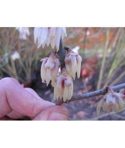 Chimonanthus praecox (3lt)