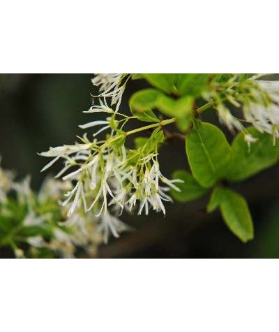 Chionanthus virginicus (5lt)