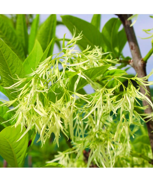 Chionanthus virginicus (5lt)