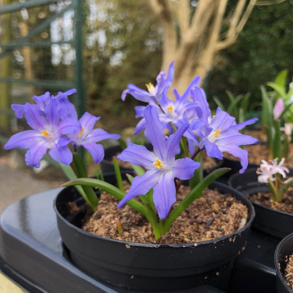 Chionodoxa luciliae (1lt)