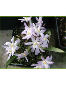 Chionodoxa Pink Giant (1 x bulb)