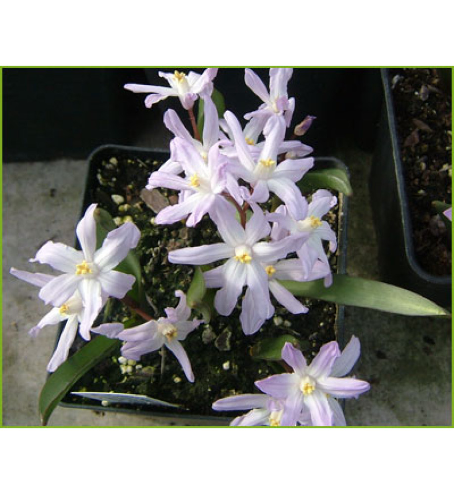 Chionodoxa Pink Giant (1 x bulb)
