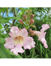 Chitalpa tashkentensis Summer Bells (7.5lt)