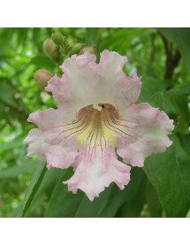 Chitalpa tashkentensis Summer Bells (13.5lt)