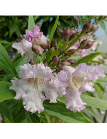 Chitalpa tashkentensis Summer Bells (7.5lt)
