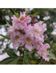Chitalpa tashkentensis Summer Bells (13.5lt)