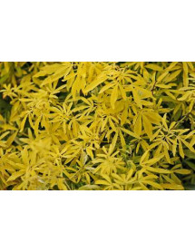 Choisya Goldfingers (3lt)