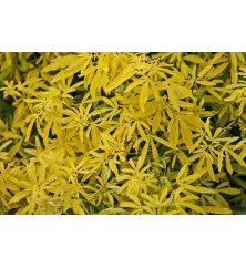 Choisya Goldfingers (1.5lt)