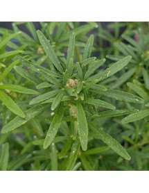 Choisya ternata Scented Gem - Lisbrid (3lt) Choisya ternata Scented Gem - Lisbrid (3lt)