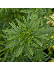 Choisya ternata Scented Gem - Lisbrid (3lt)