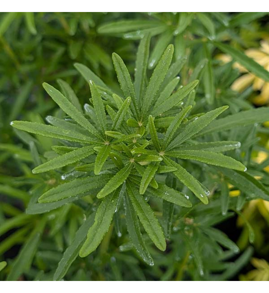 Choisya ternata Scented Gem - Lisbrid (3lt)