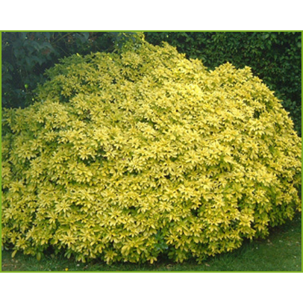 Choisya ternata Sundance (5lt)