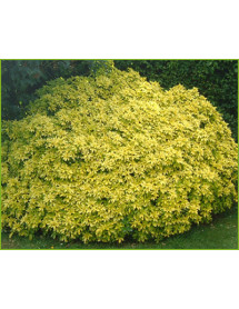 Choisya ternata Sundance (5lt)
