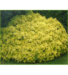 Choisya ternata Sundance (1.5lt)