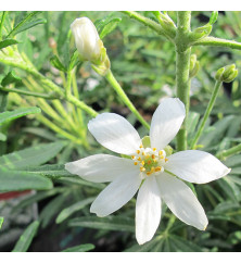 Choisya x dewitteana White Dazzler (Londaz) (1.5lt)