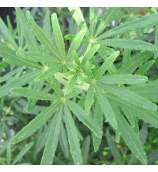 Choisya x dewitteana White Dazzler (Londaz) (1.5lt)