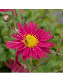 Chrysanthemum Ahlermer Rote (21) (2lt)
