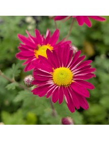 Chrysanthemum Ahlermer Rote (21) (2lt)