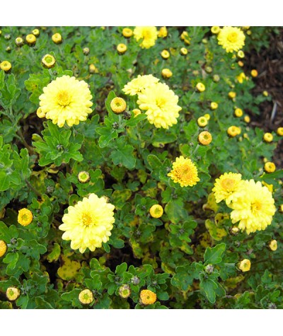 Chrysanthemum Altgold (21b) (1lt)