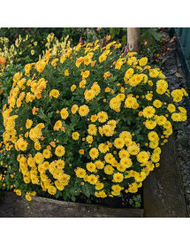 Chrysanthemum Altgold (21b) (2lt) Chrysanthemum Altgold (21b) (2lt)