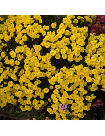 Chrysanthemum Altgold (21b) (2lt) Chrysanthemum Altgold (21b) (2lt)