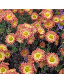 Chrysanthemum Apollo (21d) (1lt)