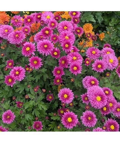 Chrysanthemum Bretforton Road (21d) (1lt)