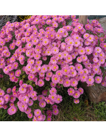 Chrysanthemum Bretforton Road (21d) (2lt) Chrysanthemum Bretforton Road (21d) (2lt)