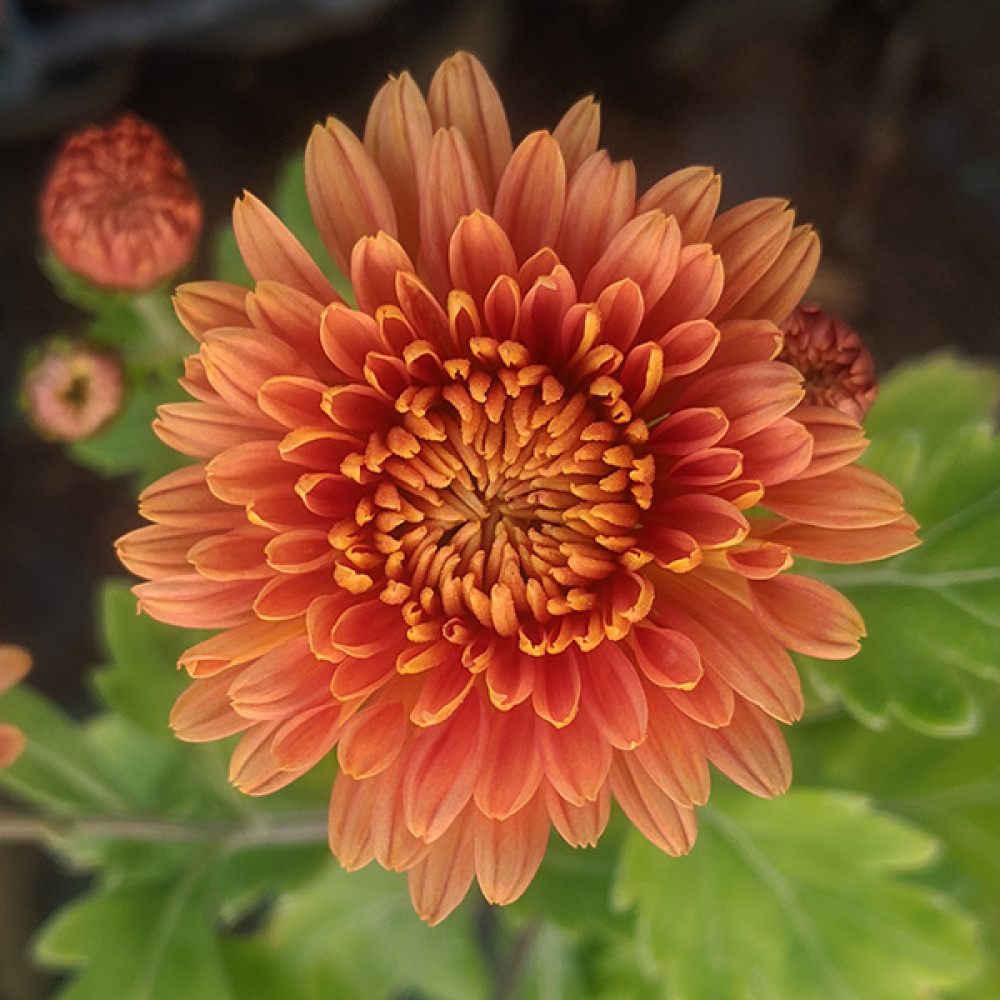 https://langthorns.com/image/cache/catalog/chrysanthemum_bronze_elegance-1000x1000.jpg