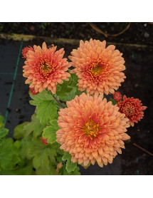 Chrysanthemum Bronze Elegance 21b (2lt) Chrysanthemum Bronze Elegance 21b (2lt)