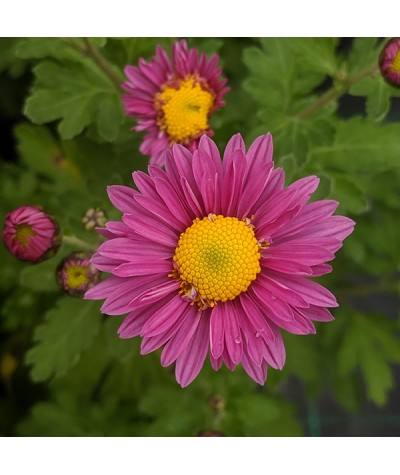 Chrysanthemum Carmine Blush (3lt)