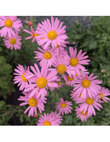 Chrysanthemum Clara Curtis (2lt)