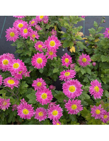Chrysanthemum Corinna (2lt) Chrysanthemum Corinna (2lt)