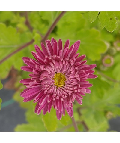 Chrysanthemum Corinna (1.5lt)