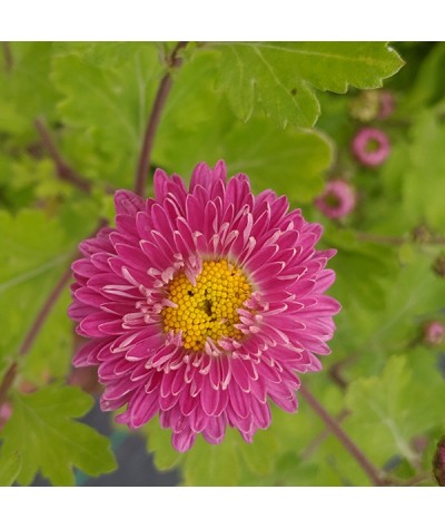 Chrysanthemum Corinna (1lt)