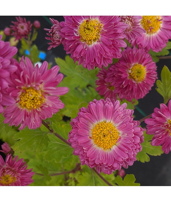 Chrysanthemum Corinna (1lt)