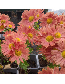 Chrysanthemum Cottage Apricot (2lt) Chrysanthemum Cottage Apricot (2lt)