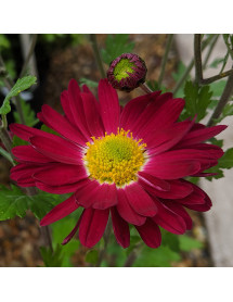 Chrysanthemum Cousin Joan (2lt) Chrysanthemum Cousin Joan (2lt)