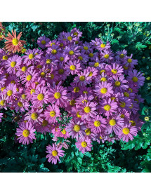 Chrysanthemum Daniel Cooper (2lt) Chrysanthemum Daniel Cooper (2lt)