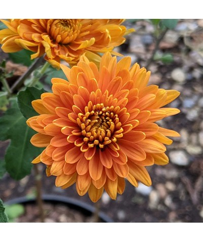 Chrysanthemum Dixter Orange 21c (1.5lt)