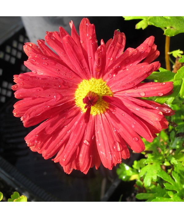 Chrysanthemum Duchess Of Edinburgh (3lt)