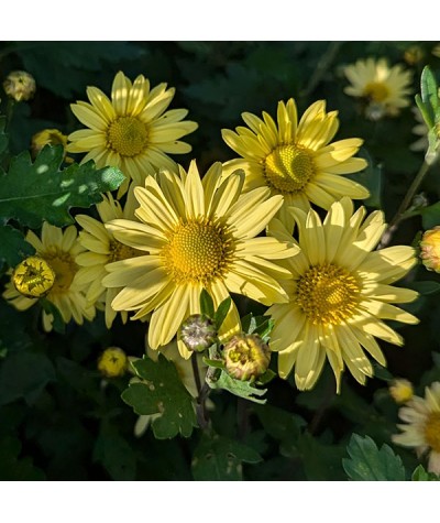 Chrysanthemum Early Yellow (1lt)