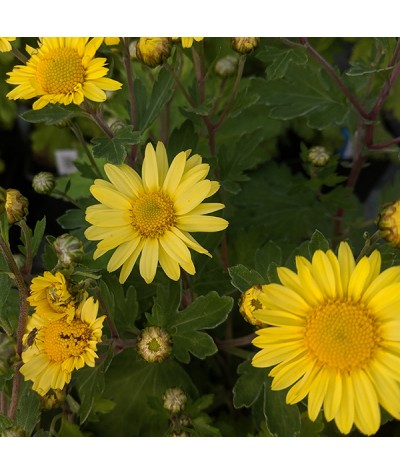 Chrysanthemum Early Yellow (3lt)