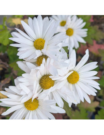 Chrysanthemum Elaine's Hardy White (1.5lt) Chrysanthemum Elaine's Hardy White (1.5lt)