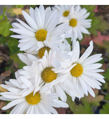 Chrysanthemum Elaine's Hardy White (1.5lt)