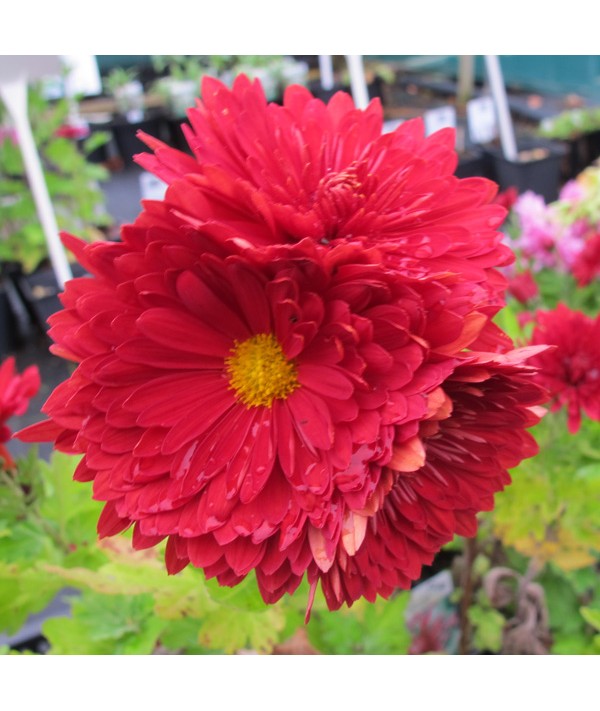 Chrysanthemum Fanfare Cardinal Red (21e) (3lt)