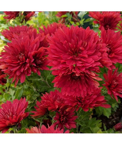 Chrysanthemum Fanfare Cardinal Red (21e) (1.5lt)