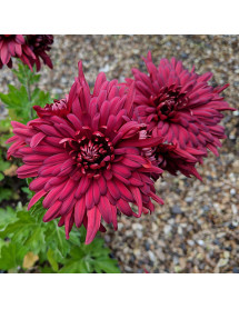 Chrysanthemum Fanfare Claret (2lt) Chrysanthemum Fanfare Claret (2lt)